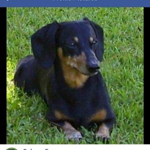 Meet your Posher, Dolores